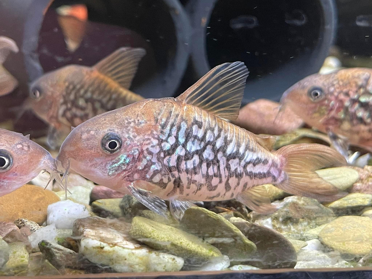 Corydoras Pantanalensis Pair