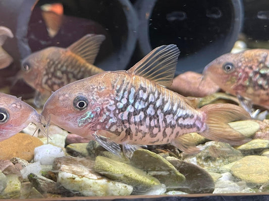 Corydoras Pantanalensis Pair
