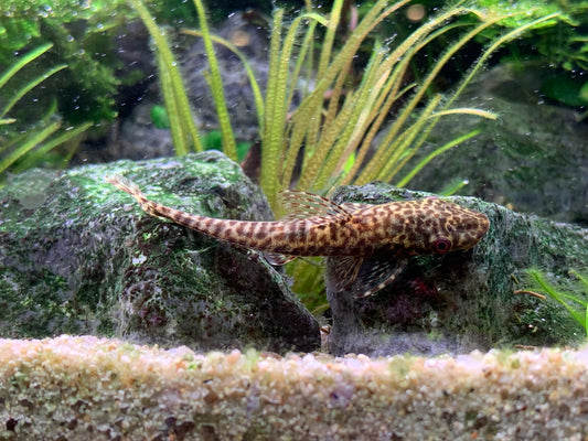 Hypoptompoma Gulare “Giant Otocinclus”