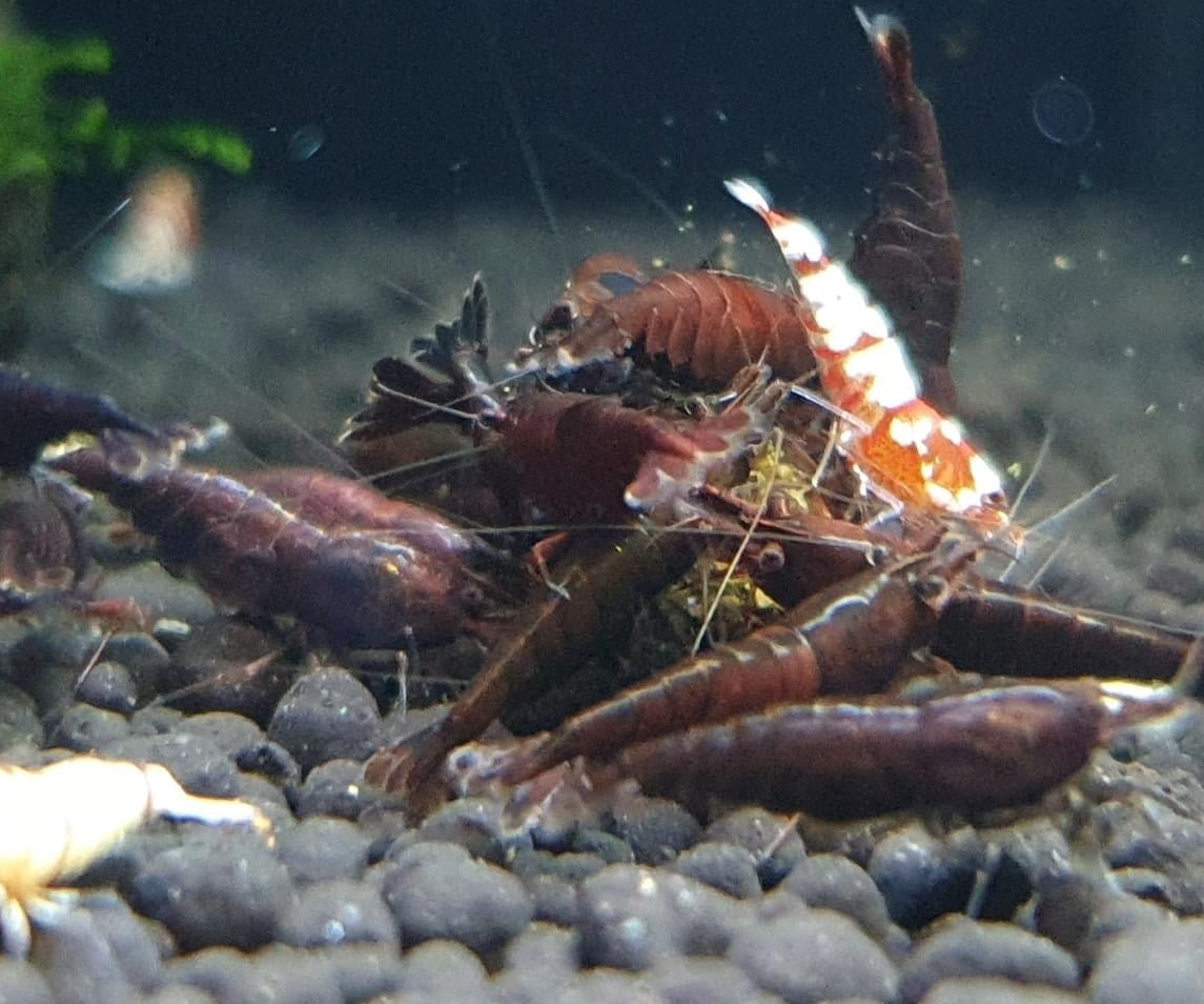 Chocolate Shrimp