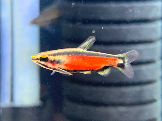 Super Red Cenepa Pencil Fish