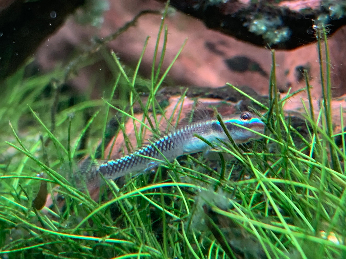 Cobalt Blue Goby
