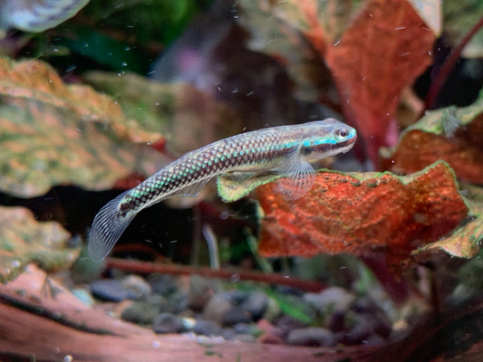 Cobalt Blue Goby