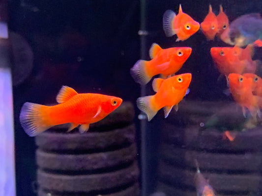Red Platy