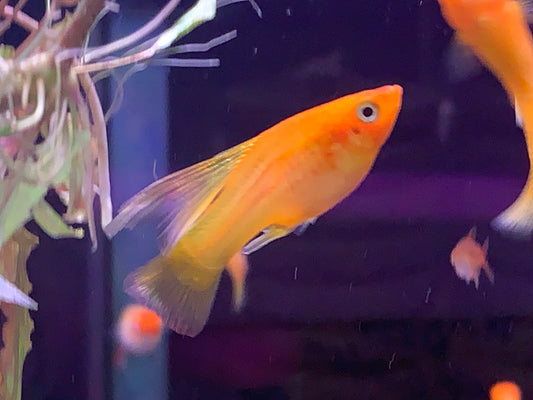 Sunset Platy