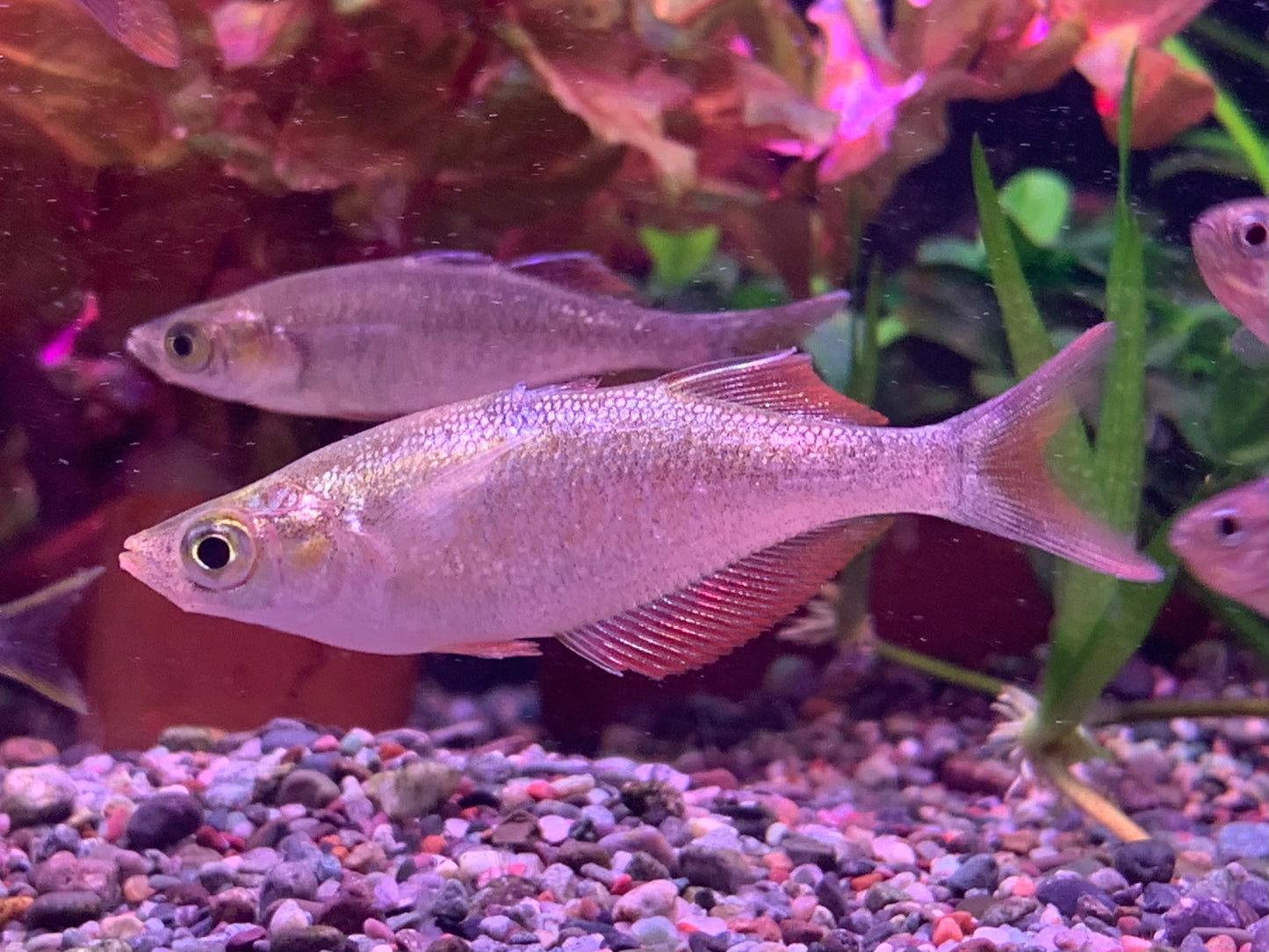 Salmon Red Rainbowfish