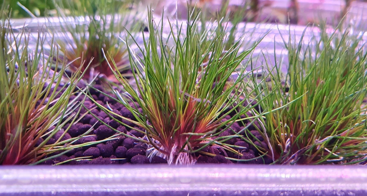 Eriocaulon Blood Vomit