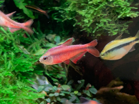 Red Devil Tetra