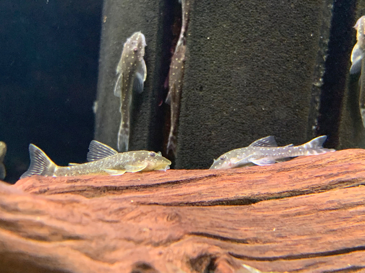 Parotocinclus haroldoi