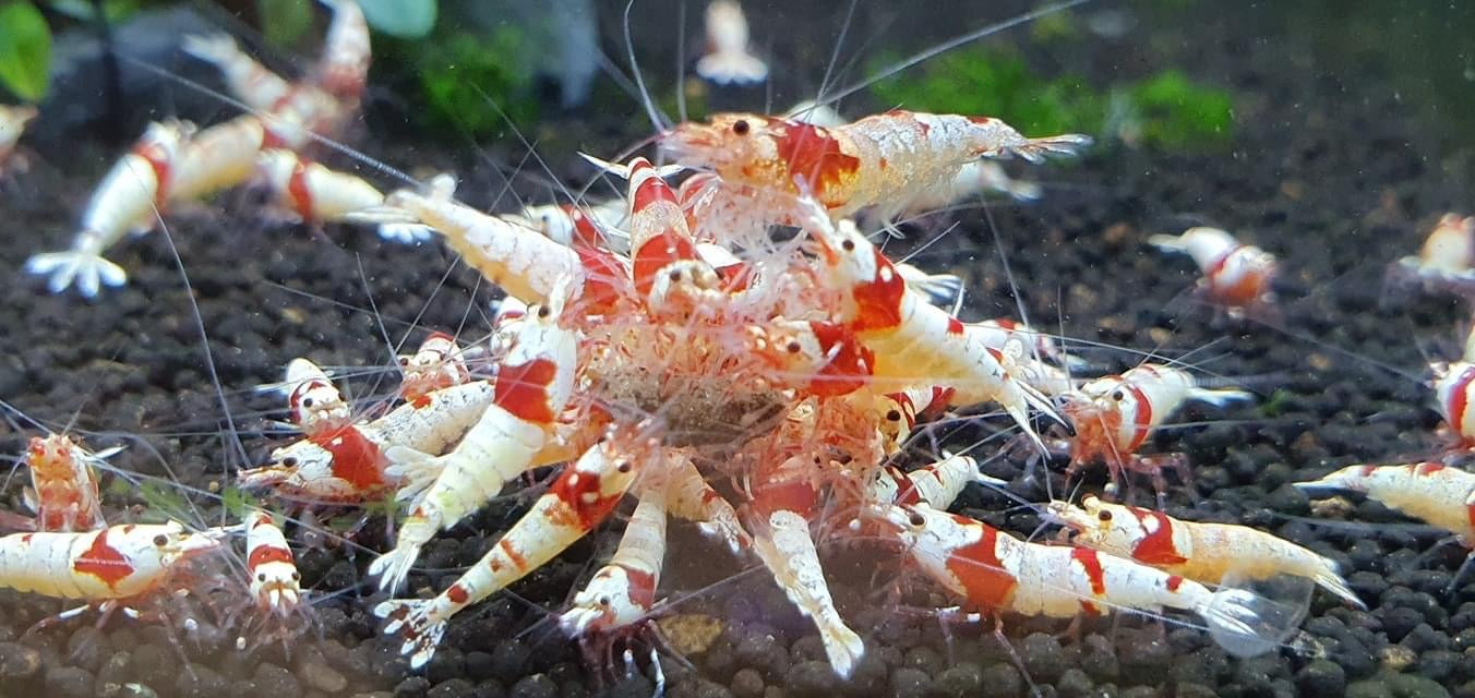 Crystal Red Shrimp