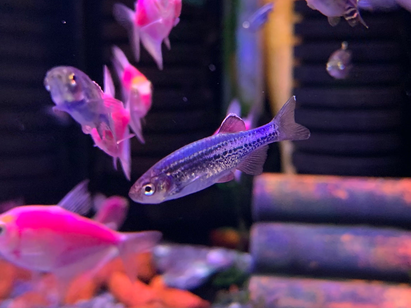 Neon Danio