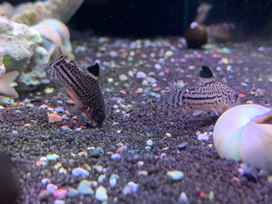 Leopard Cory
