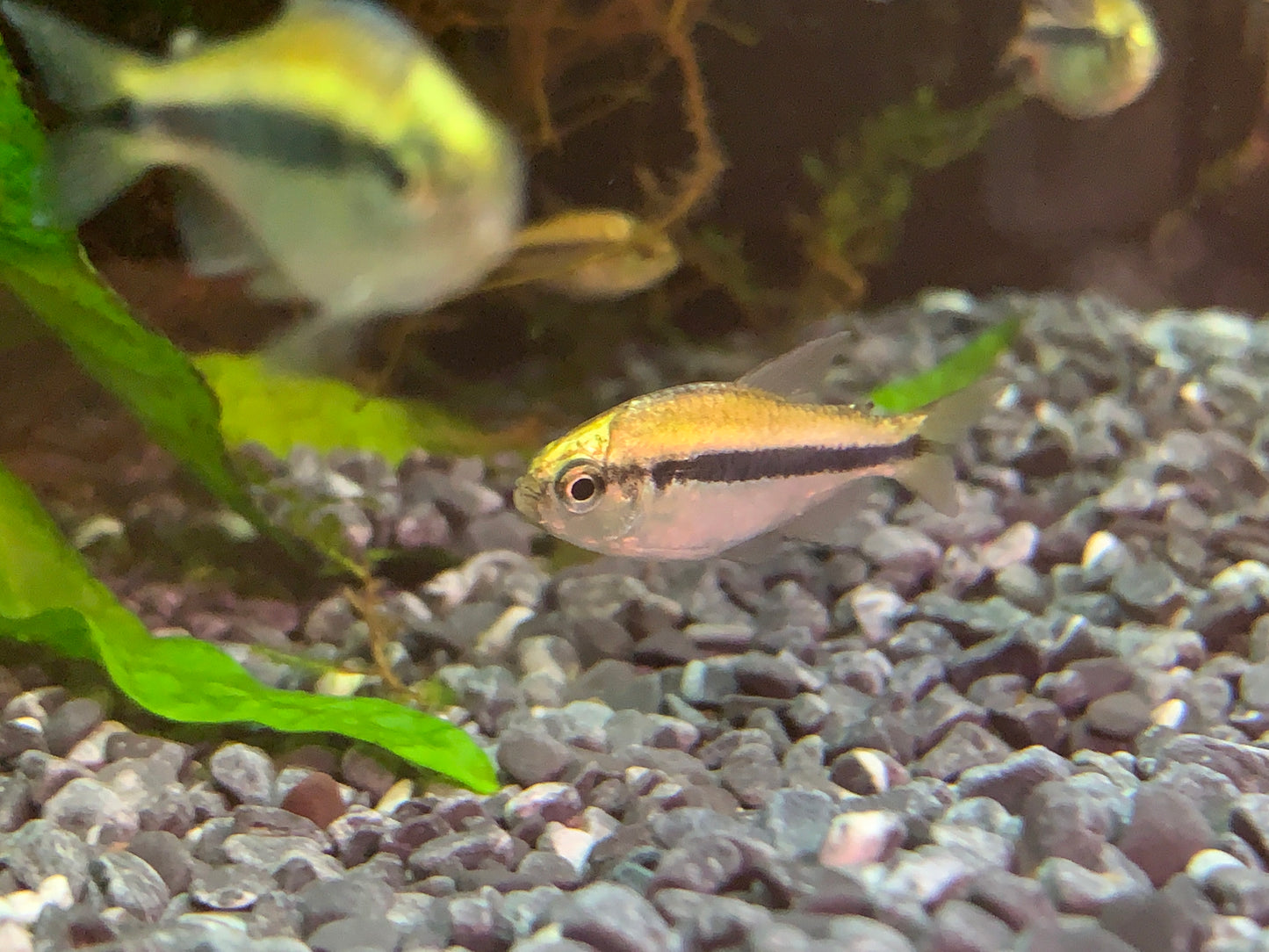 Yellow Lapis Tetra
