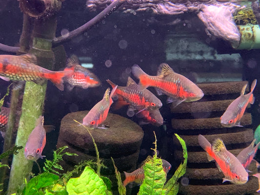 Odessa Barb