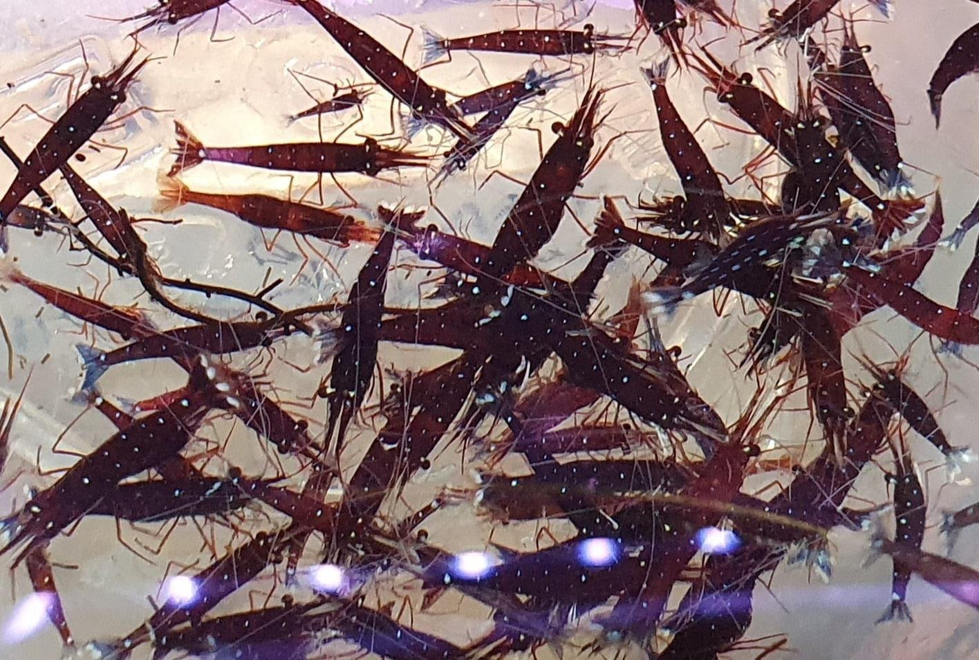 White Socks Sulawesi Shrimp