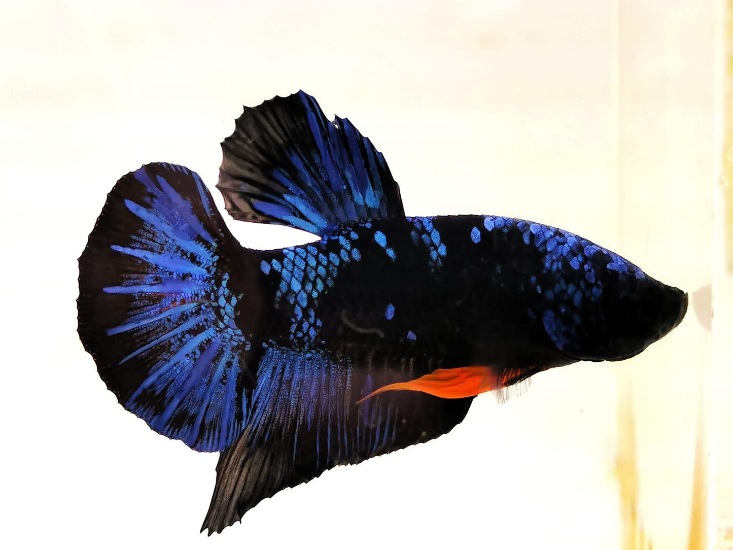 Black Avatar Betta