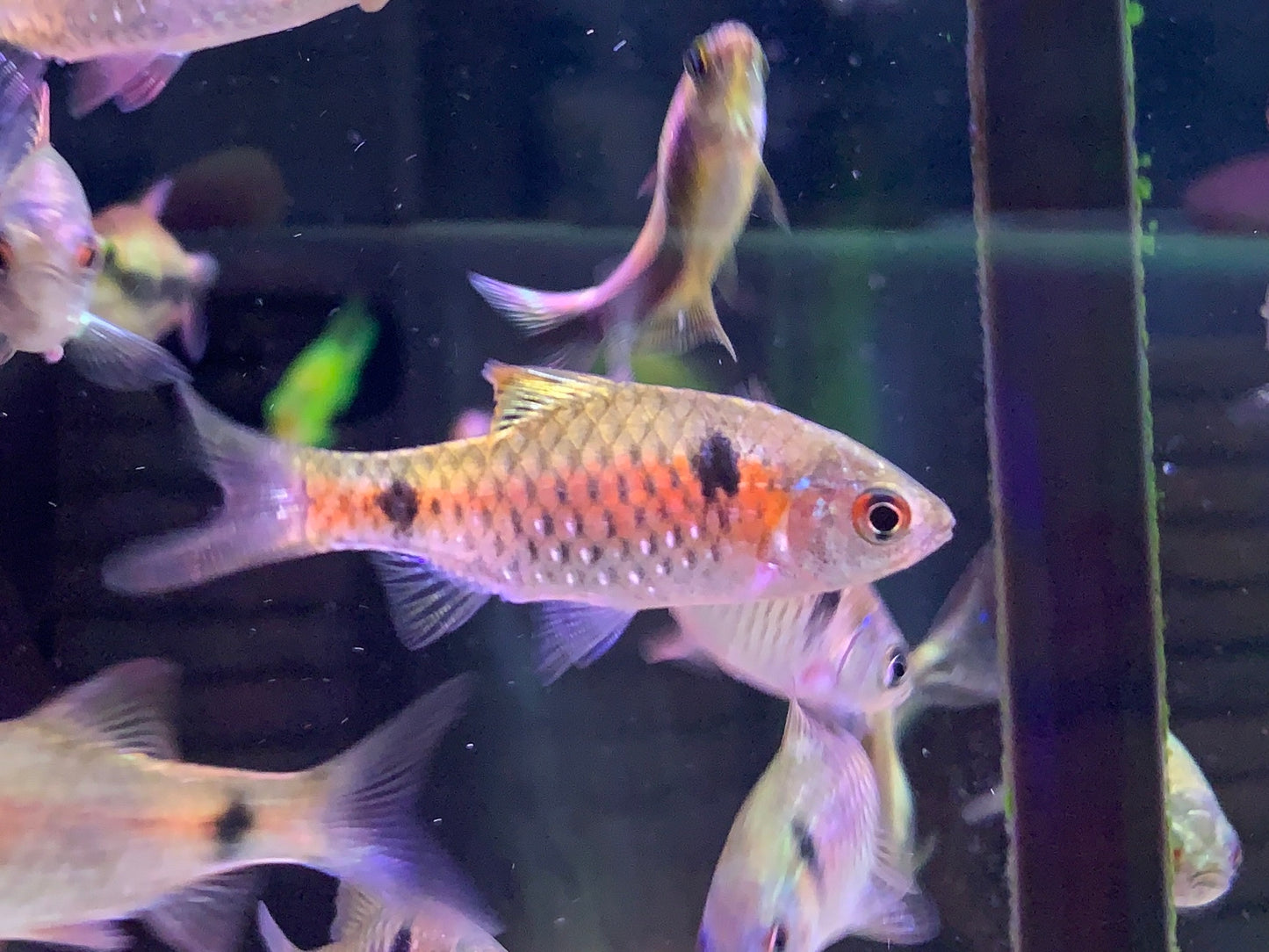 Odessa Barb