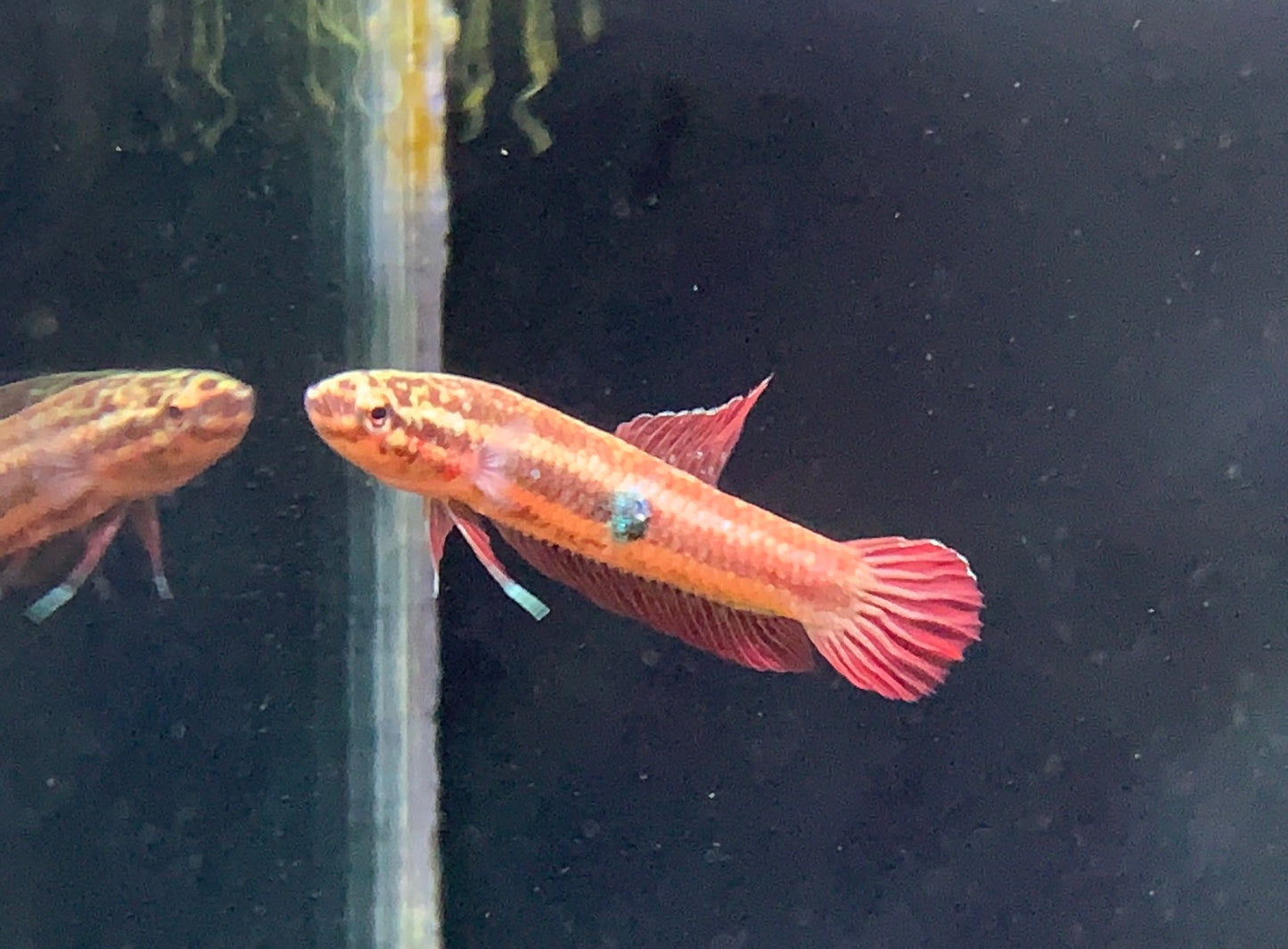 Betta Brownorum(Pair)