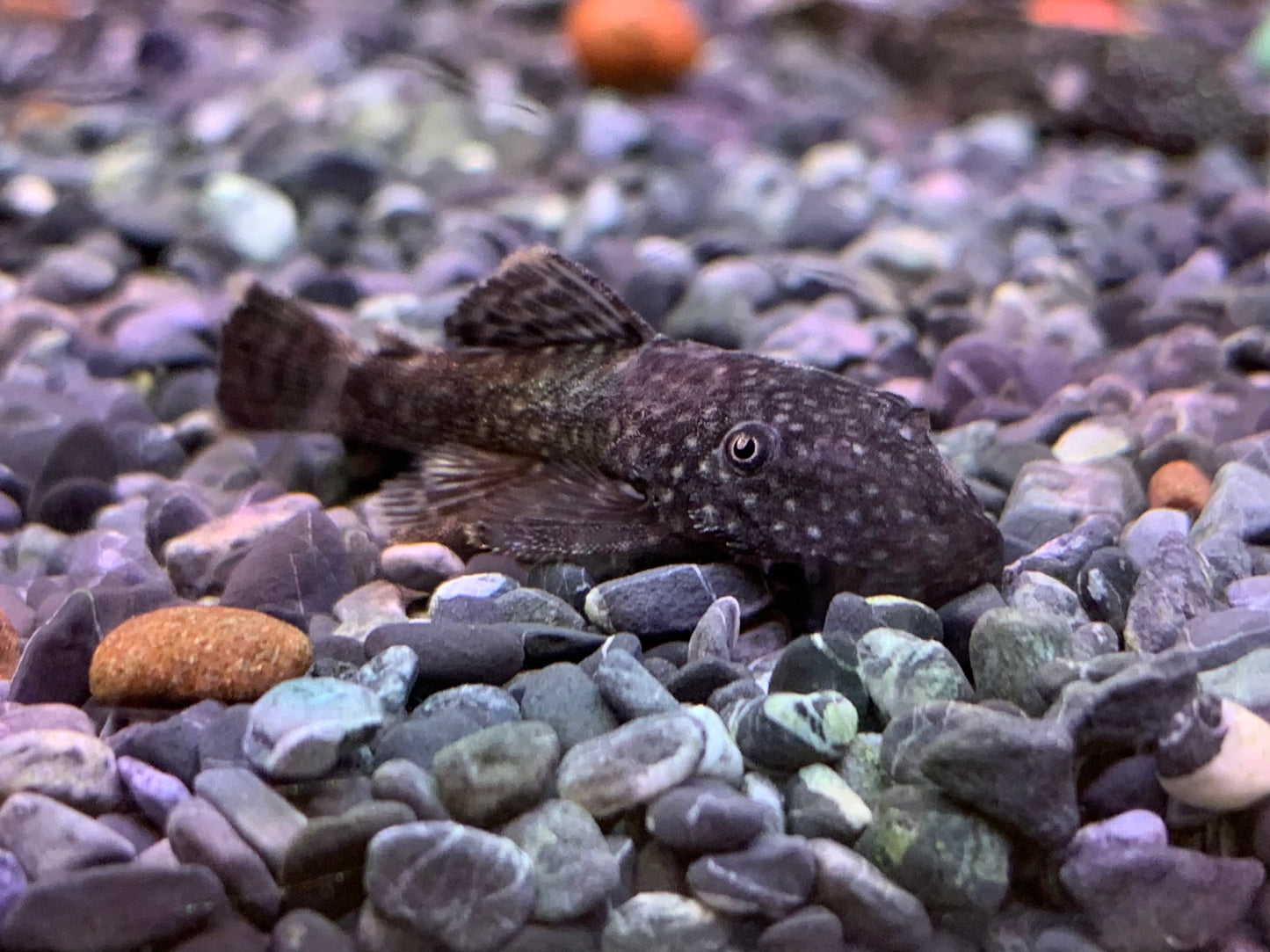 L144 King Tiger Pleco