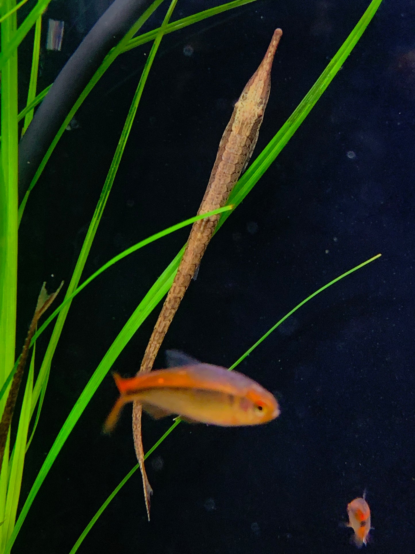 Longnose Twig Catfish