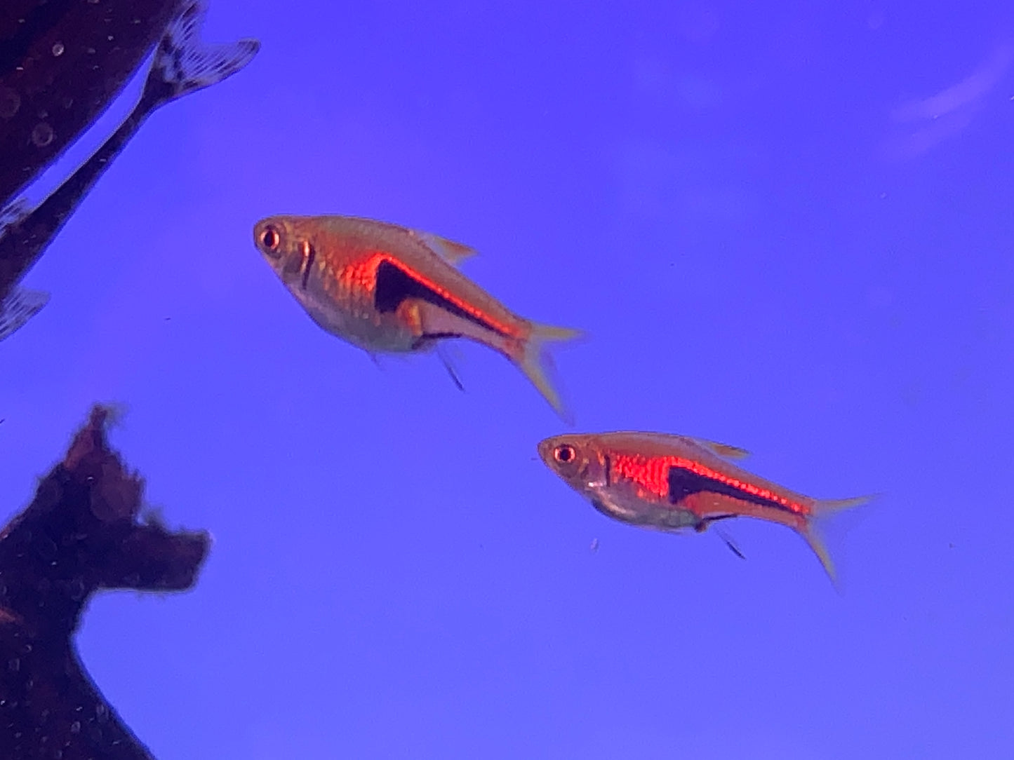 Espei Rasbora