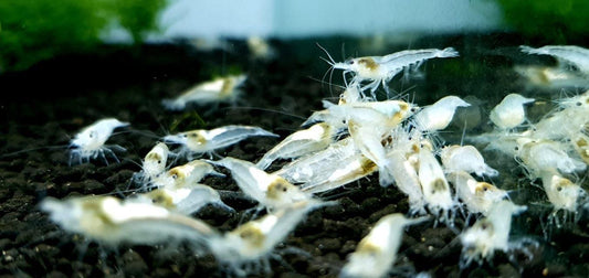 Snowball Shrimp
