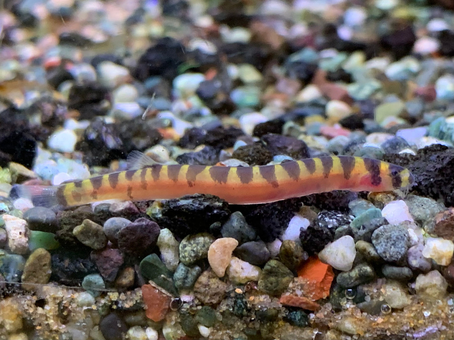 Dwarf Kuhli Loach