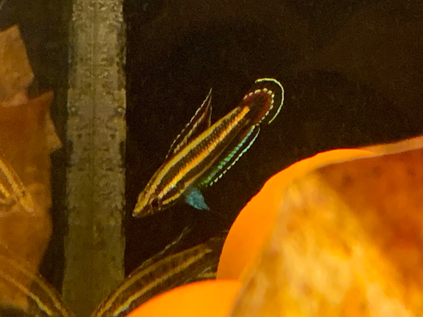 Parosphromenus sp Batu Pahat (Pair)