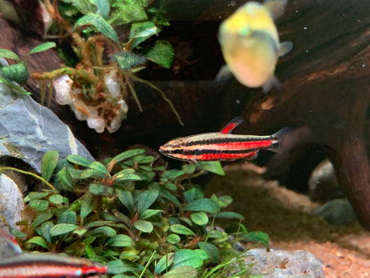 Nannostomus Rubrocaudatus “Purple Pencilfish”