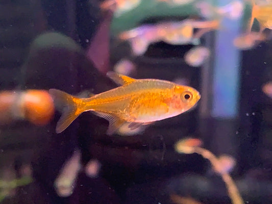 Amber Tetra