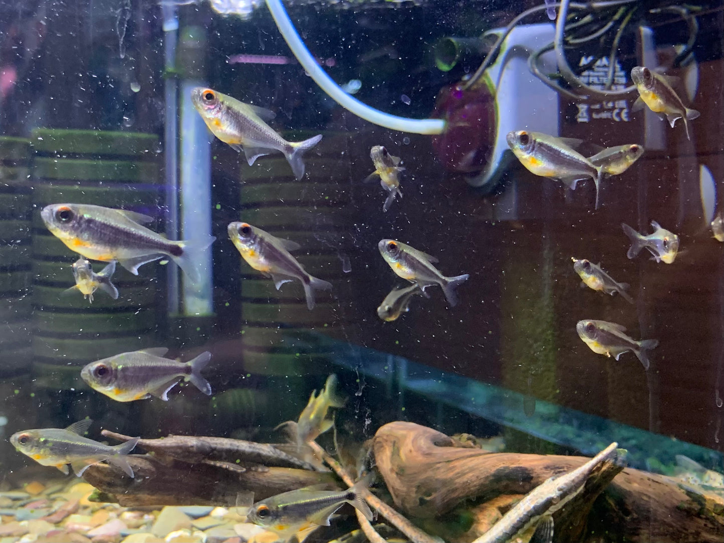 Moenkhausia Heikoi XL