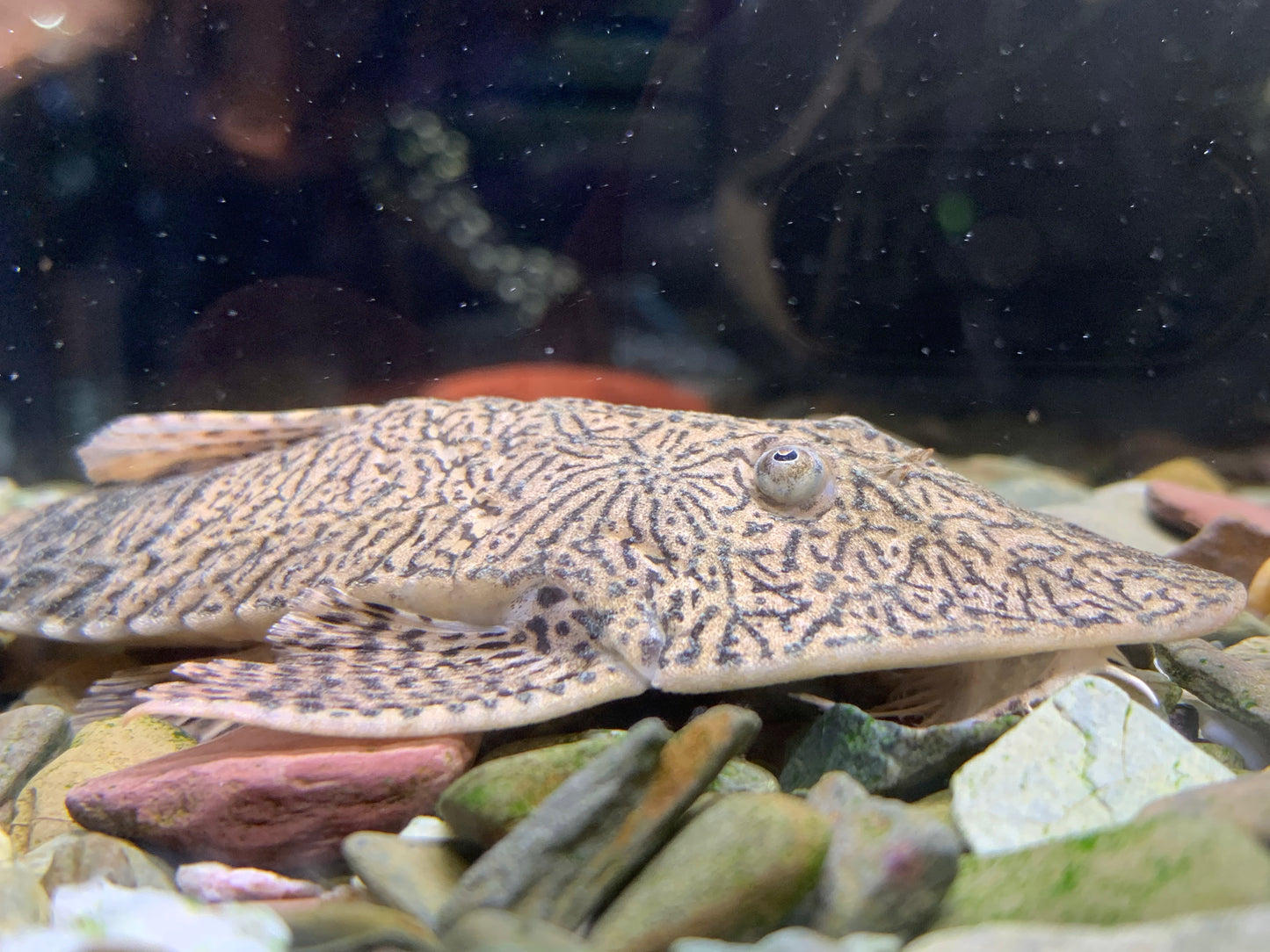 Chameleon Whiptail Catfish