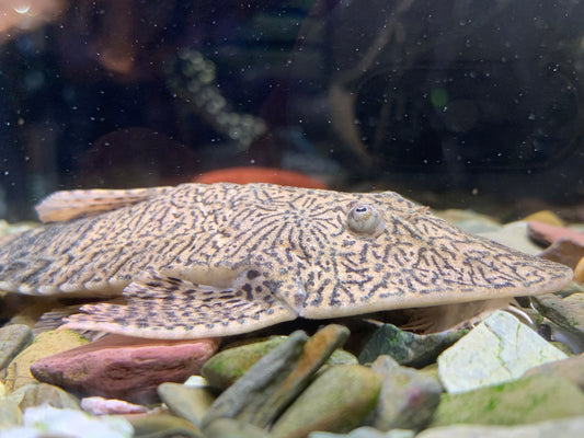 Chameleon Whiptail Catfish