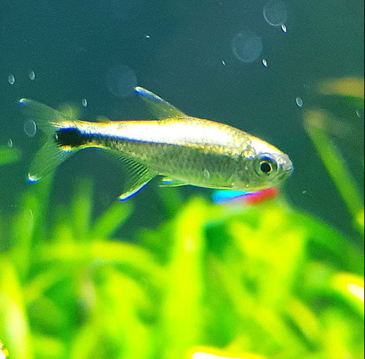 Gold Tetra