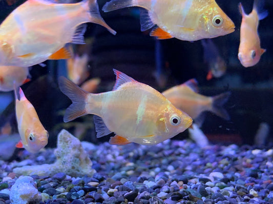 Orange Tigerbarb