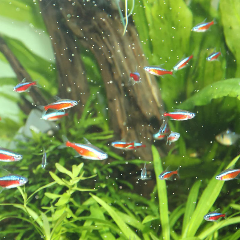 JBL NovoGranoMix XXS 100ml