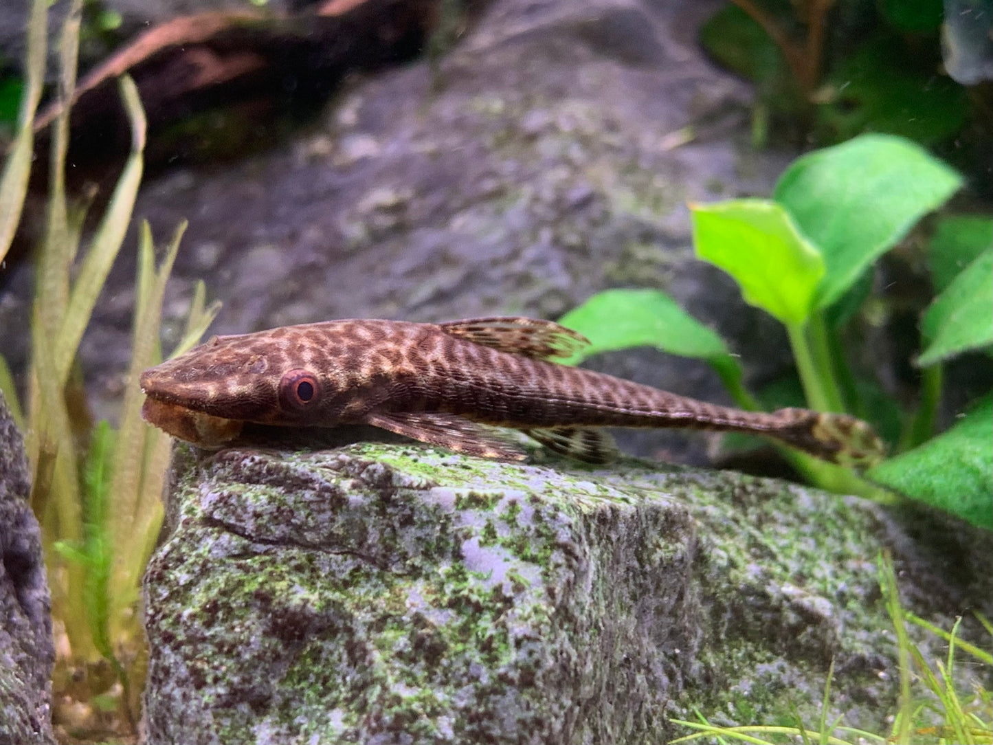 Hypoptompoma Gulare “Giant Otocinclus”