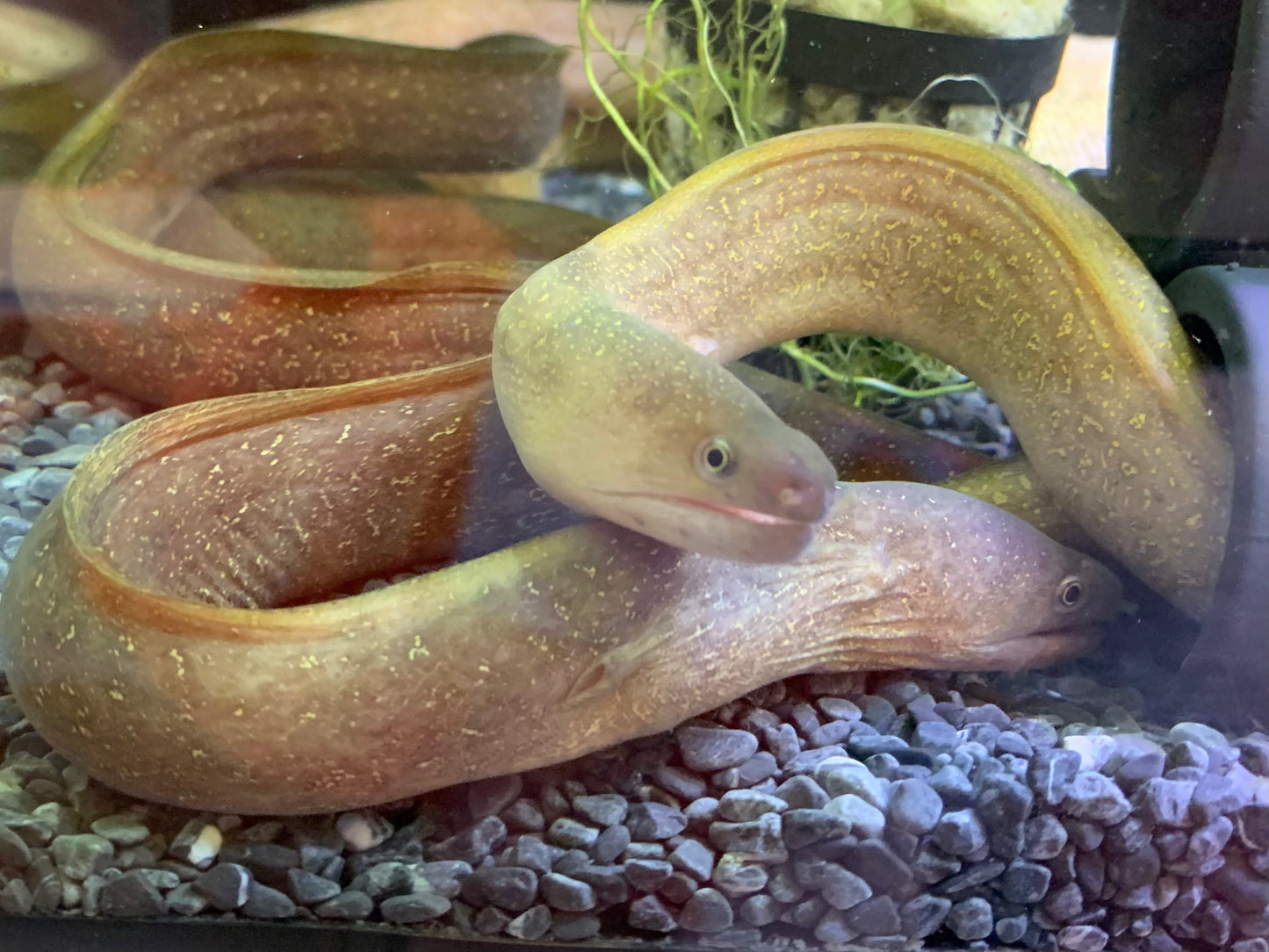 Moray Eel
