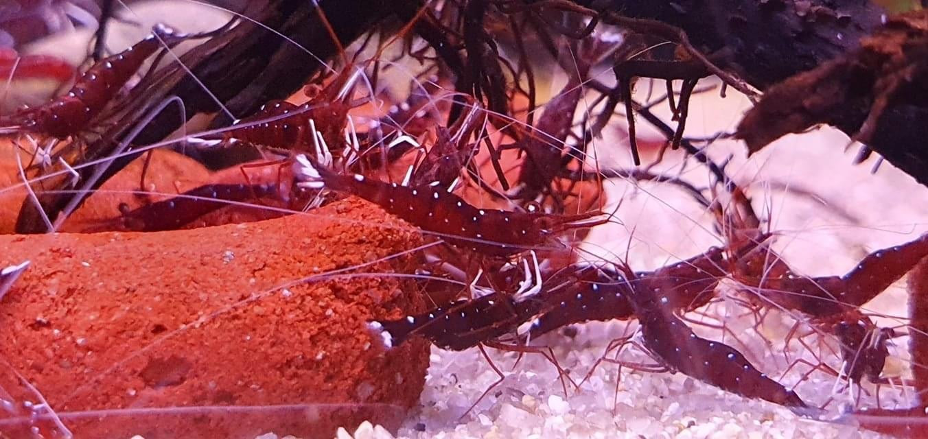 White Socks Sulawesi Shrimp