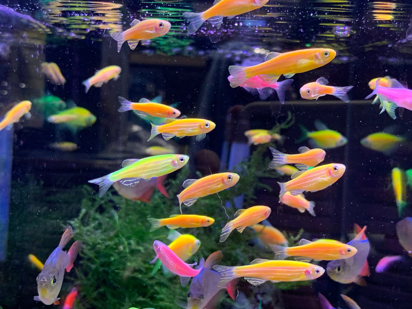 Neon Danio