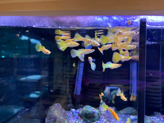 Assorted Guppy