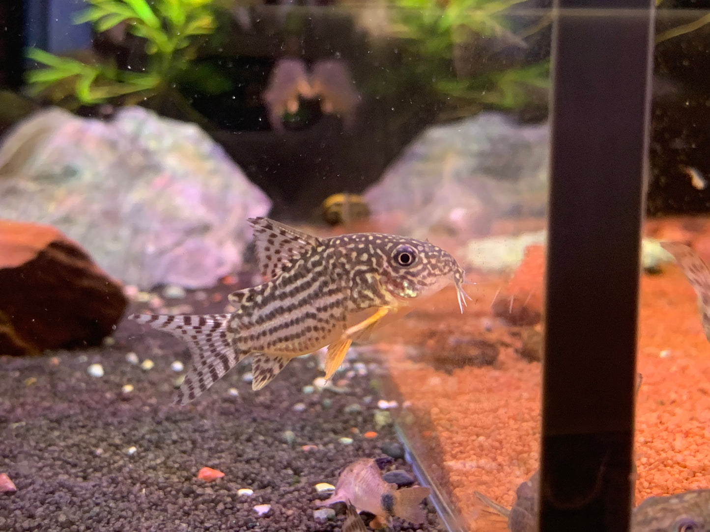 Sterbai Cory