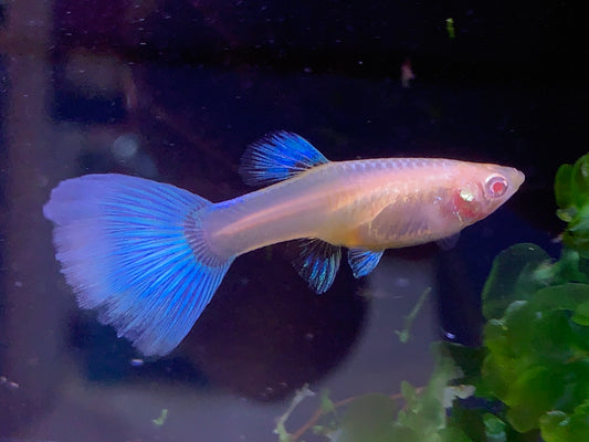 Japan Blue Guppy Pair
