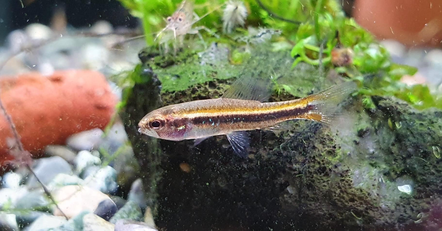 Poecilocharax Weitzmani (Black Darter Tetra)