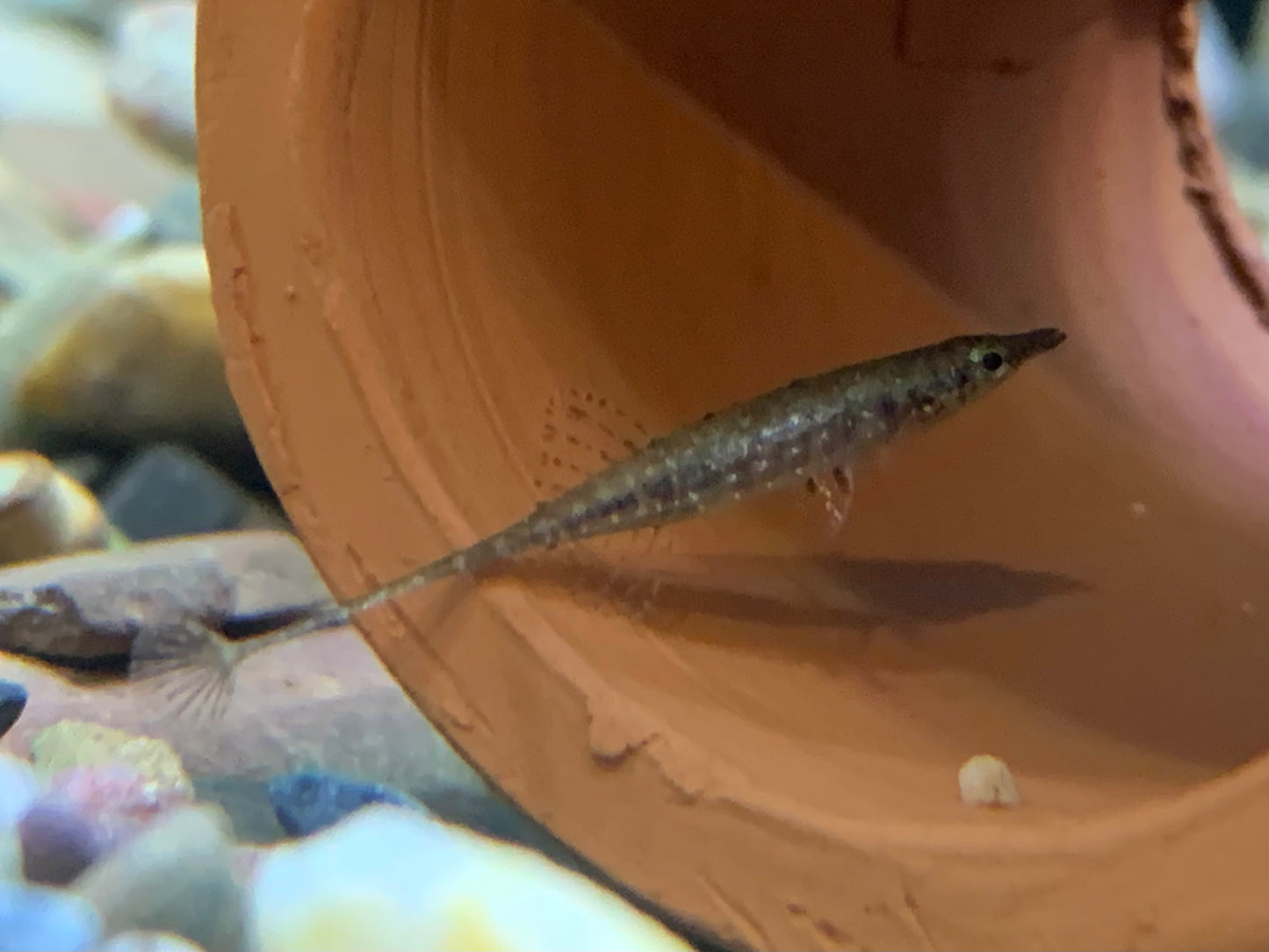 Indostomus Paradoxus