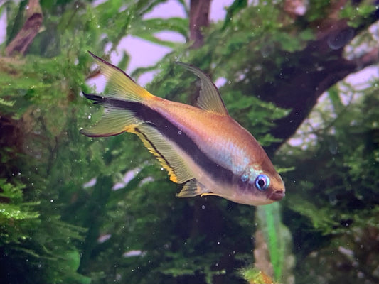 Emperor Tetra