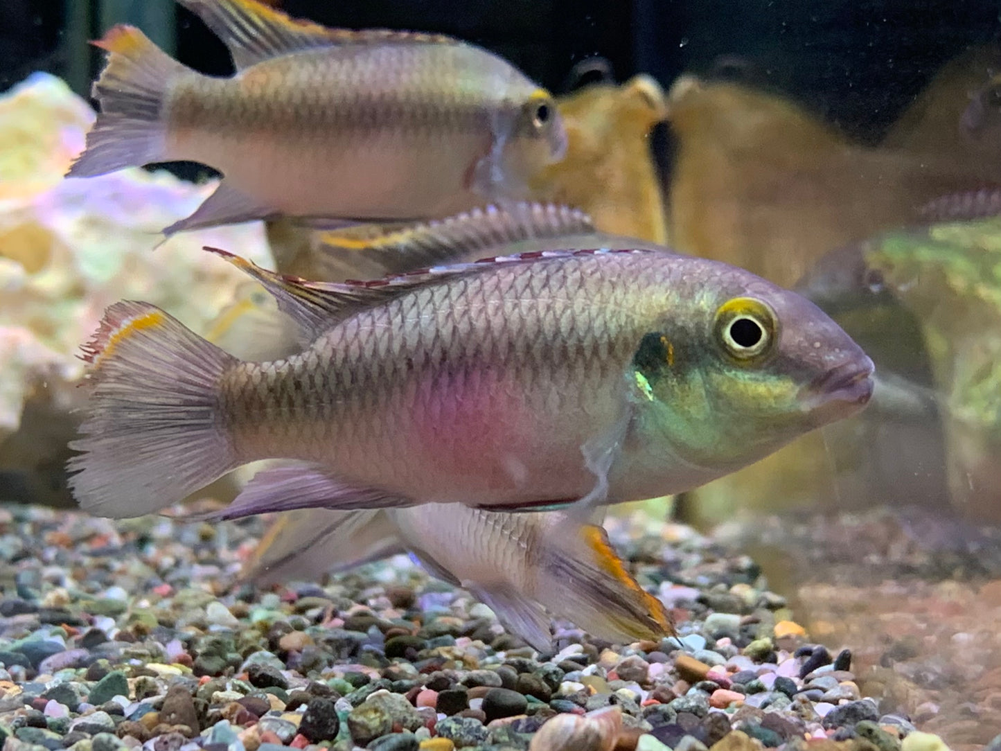 Kribensis