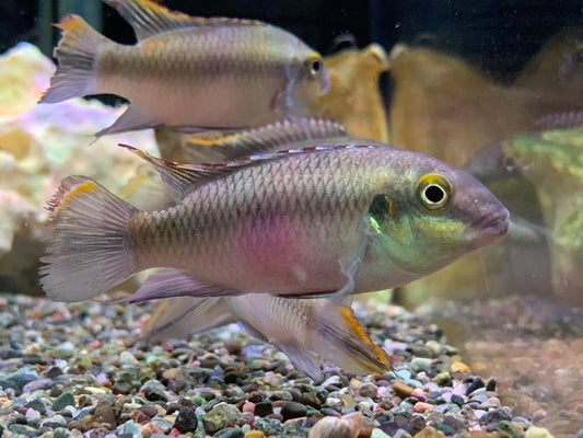 Kribensis