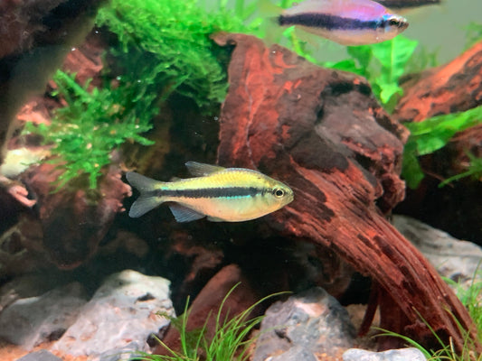 Platinum Blue Lapis Tetra