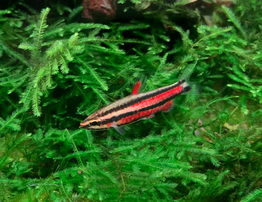 Nannostomus Rubrocaudatus “Purple Pencilfish”